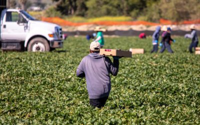 CCLP testifies on overtime pay for farmworkers