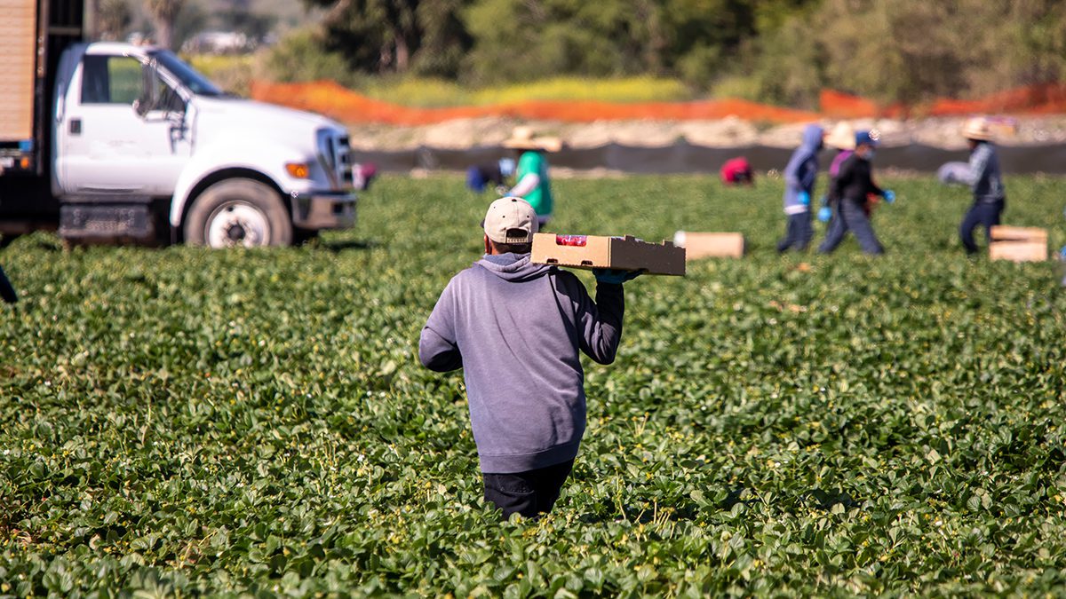 Male farm worker holding pallet of strawberries while standing in a field