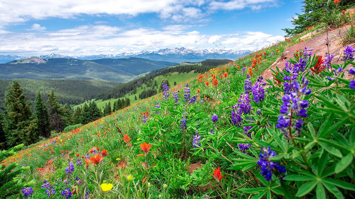 Beautiful landscape panorama full of wildflowers grass evergreen
